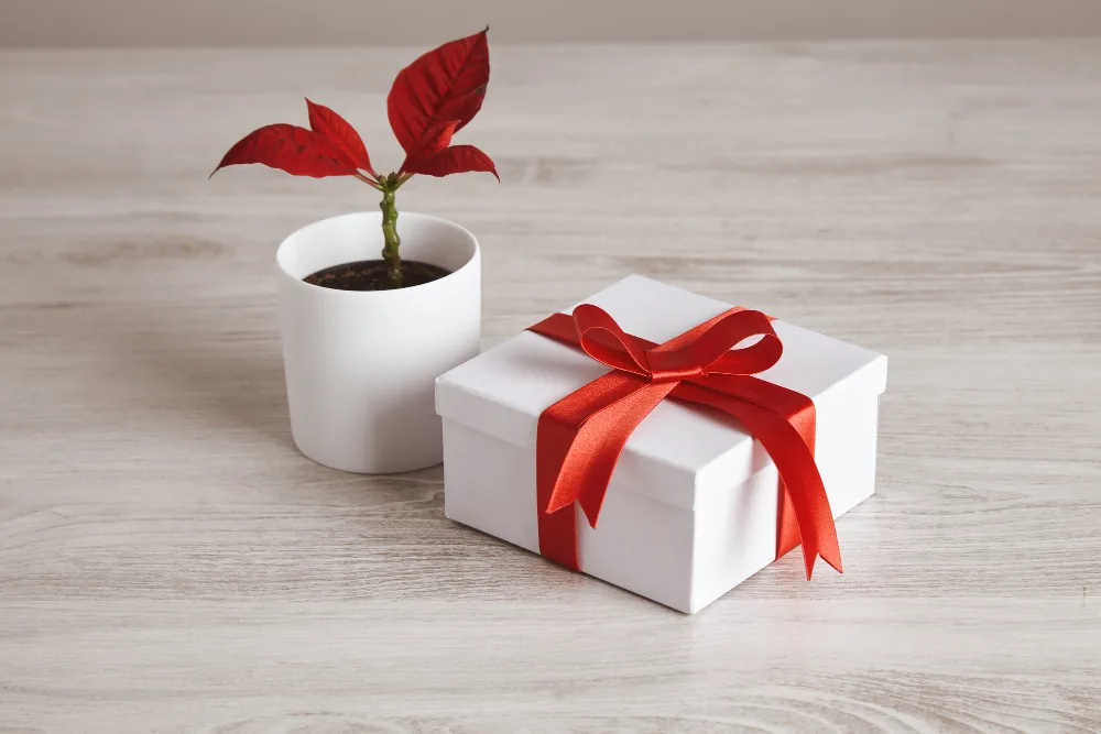 12 Day You Were Born Gifts: Personalised Gift Ideas to Celebrate Life's Beginning